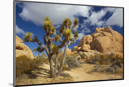 Jumbo Rocks, Joshua Tree National Park, California, USA-Charles Gurche-Mounted Photographic Print