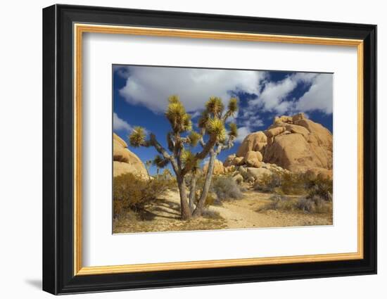 Jumbo Rocks, Joshua Tree National Park, California, USA-Charles Gurche-Framed Photographic Print