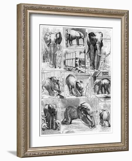 Jumbo the African Elephant, 1882-null-Framed Giclee Print