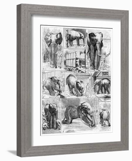 Jumbo the African Elephant, 1882-null-Framed Giclee Print