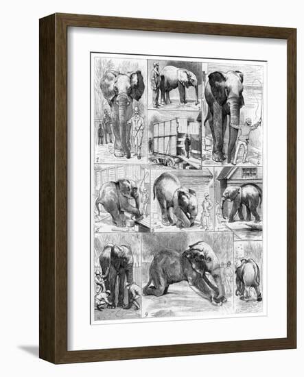 Jumbo the African Elephant, 1882-null-Framed Giclee Print