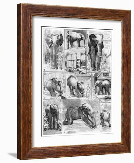 Jumbo the African Elephant, 1882-null-Framed Giclee Print