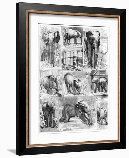 Jumbo the African Elephant, 1882-null-Framed Giclee Print