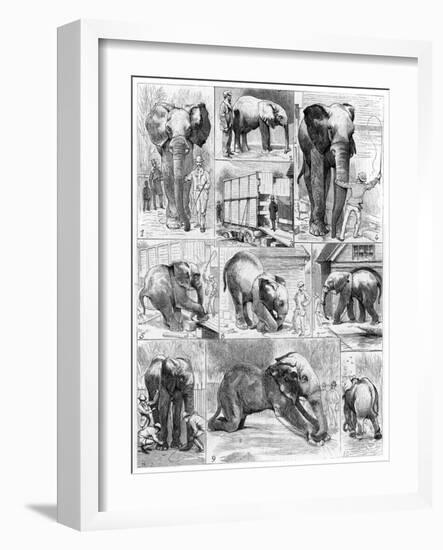 Jumbo the African Elephant, 1882-null-Framed Giclee Print