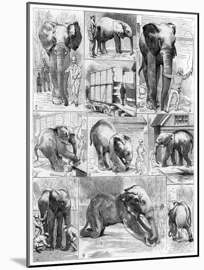 Jumbo the African Elephant, 1882-null-Mounted Giclee Print