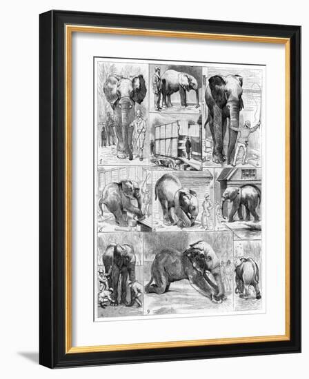 Jumbo the African Elephant, 1882-null-Framed Giclee Print