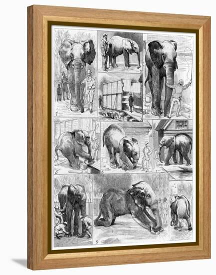 Jumbo the African Elephant, 1882-null-Framed Premier Image Canvas