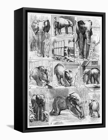 Jumbo the African Elephant, 1882-null-Framed Premier Image Canvas