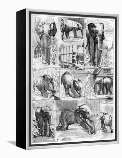 Jumbo the African Elephant, 1882-null-Framed Premier Image Canvas