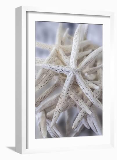 Jumbo White Spider Star, USA-Lisa Engelbrecht-Framed Photographic Print