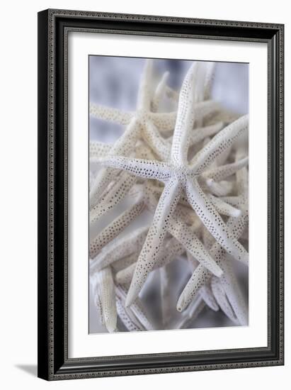 Jumbo White Spider Star, USA-Lisa Engelbrecht-Framed Photographic Print