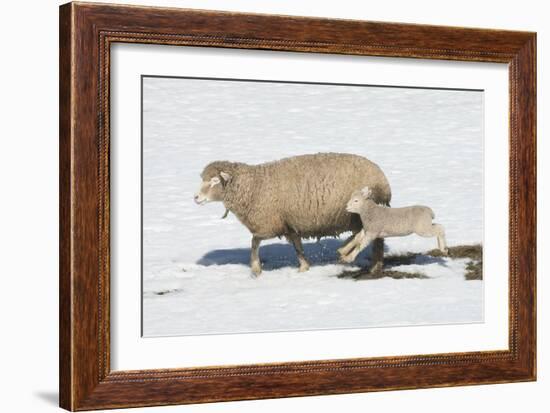 Jump for Joy-Orah Moore-Framed Art Print