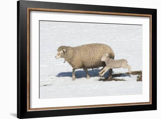 Jump for Joy-Orah Moore-Framed Art Print