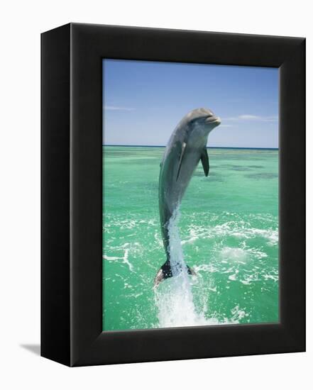 Jumping Bottlenose Dolphin-Stuart Westmorland-Framed Premier Image Canvas