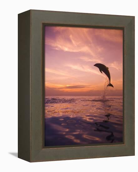 Jumping Bottlenose Dolphin-Stuart Westmorland-Framed Premier Image Canvas
