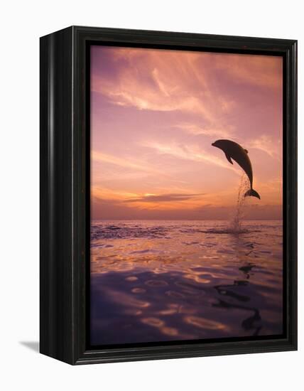 Jumping Bottlenose Dolphin-Stuart Westmorland-Framed Premier Image Canvas