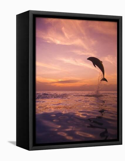 Jumping Bottlenose Dolphin-Stuart Westmorland-Framed Premier Image Canvas