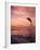 Jumping Bottlenose Dolphin-Stuart Westmorland-Framed Photographic Print