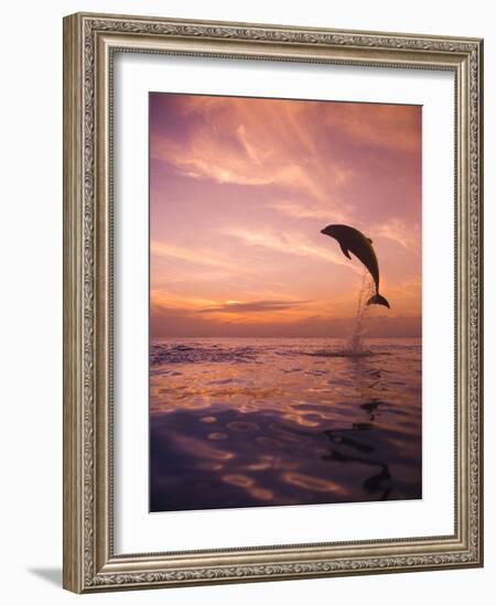 Jumping Bottlenose Dolphin-Stuart Westmorland-Framed Photographic Print