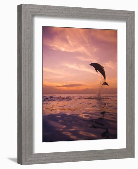 Jumping Bottlenose Dolphin-Stuart Westmorland-Framed Photographic Print