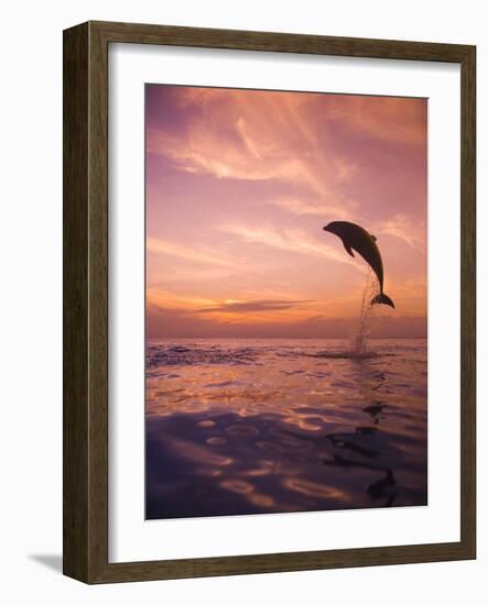 Jumping Bottlenose Dolphin-Stuart Westmorland-Framed Photographic Print