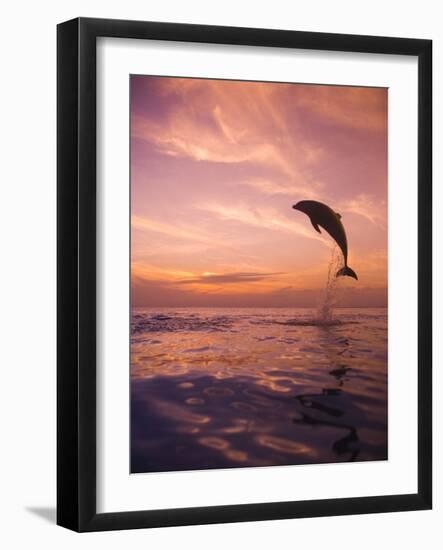 Jumping Bottlenose Dolphin-Stuart Westmorland-Framed Photographic Print