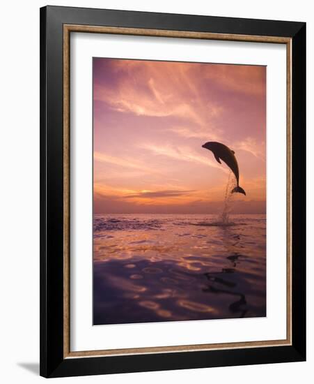 Jumping Bottlenose Dolphin-Stuart Westmorland-Framed Photographic Print