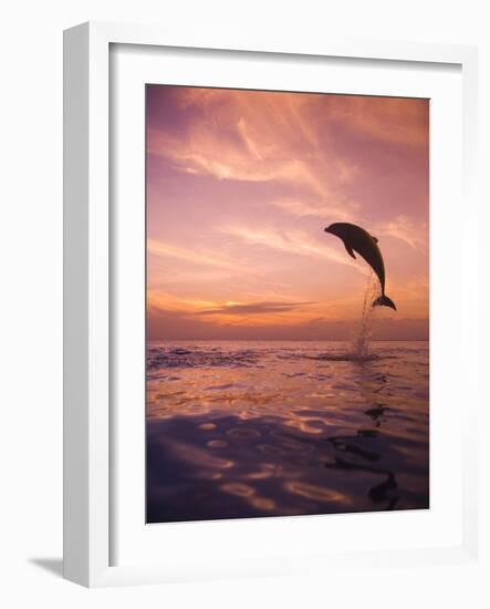 Jumping Bottlenose Dolphin-Stuart Westmorland-Framed Photographic Print