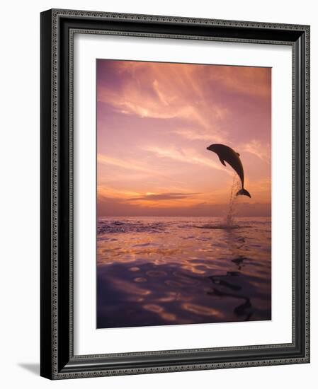 Jumping Bottlenose Dolphin-Stuart Westmorland-Framed Photographic Print