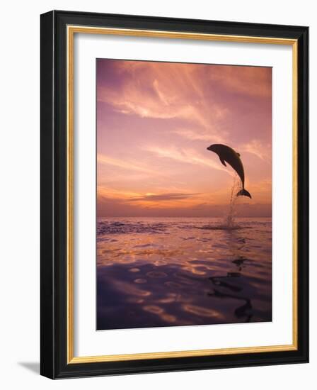 Jumping Bottlenose Dolphin-Stuart Westmorland-Framed Photographic Print