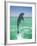 Jumping Bottlenose Dolphin-Stuart Westmorland-Framed Photographic Print