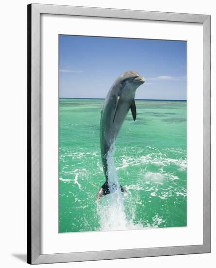 Jumping Bottlenose Dolphin-Stuart Westmorland-Framed Photographic Print