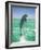 Jumping Bottlenose Dolphin-Stuart Westmorland-Framed Photographic Print