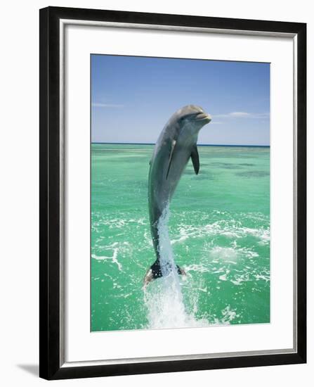 Jumping Bottlenose Dolphin-Stuart Westmorland-Framed Photographic Print