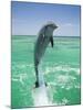 Jumping Bottlenose Dolphin-Stuart Westmorland-Mounted Photographic Print
