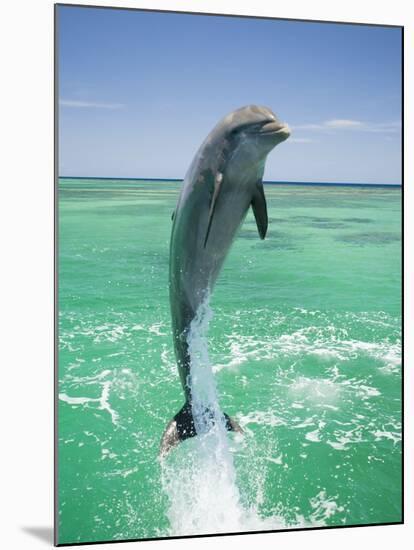 Jumping Bottlenose Dolphin-Stuart Westmorland-Mounted Photographic Print