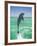 Jumping Bottlenose Dolphin-Stuart Westmorland-Framed Photographic Print