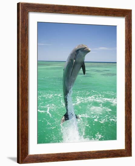 Jumping Bottlenose Dolphin-Stuart Westmorland-Framed Photographic Print