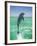 Jumping Bottlenose Dolphin-Stuart Westmorland-Framed Photographic Print