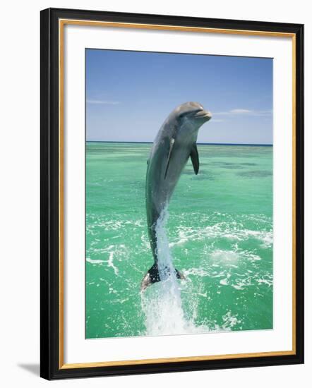 Jumping Bottlenose Dolphin-Stuart Westmorland-Framed Photographic Print