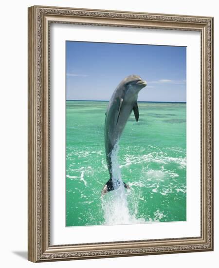 Jumping Bottlenose Dolphin-Stuart Westmorland-Framed Photographic Print