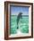 Jumping Bottlenose Dolphin-Stuart Westmorland-Framed Photographic Print