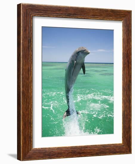 Jumping Bottlenose Dolphin-Stuart Westmorland-Framed Photographic Print