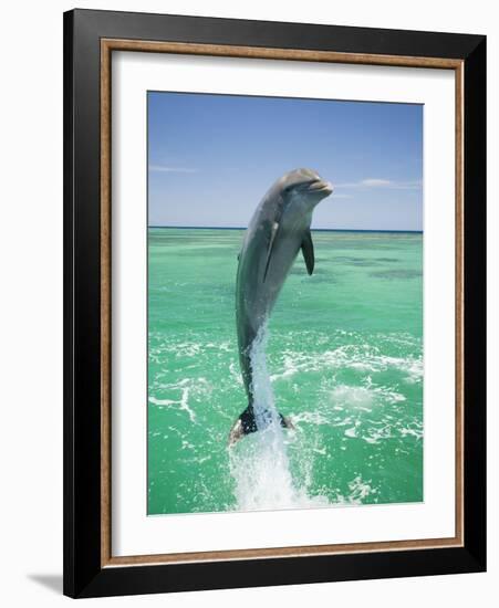 Jumping Bottlenose Dolphin-Stuart Westmorland-Framed Photographic Print