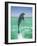 Jumping Bottlenose Dolphin-Stuart Westmorland-Framed Photographic Print