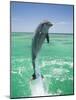 Jumping Bottlenose Dolphin-Stuart Westmorland-Mounted Photographic Print