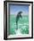 Jumping Bottlenose Dolphin-Stuart Westmorland-Framed Photographic Print