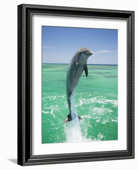 Jumping Bottlenose Dolphin-Stuart Westmorland-Framed Photographic Print