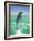 Jumping Bottlenose Dolphin-Stuart Westmorland-Framed Photographic Print