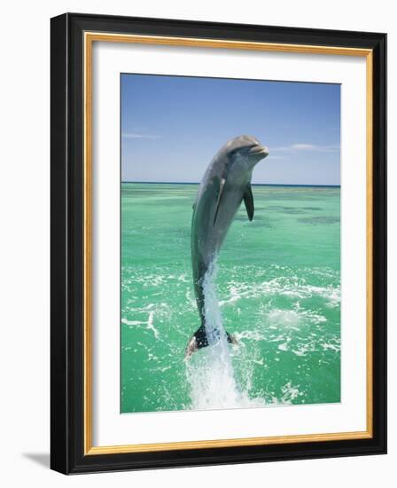 Jumping Bottlenose Dolphin-Stuart Westmorland-Framed Photographic Print